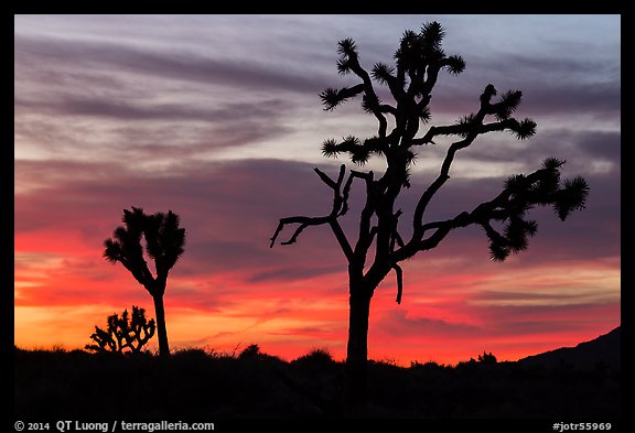 Joshua Trees silhouettes and bright sunset clouds. Joshua Tree National Park (color)