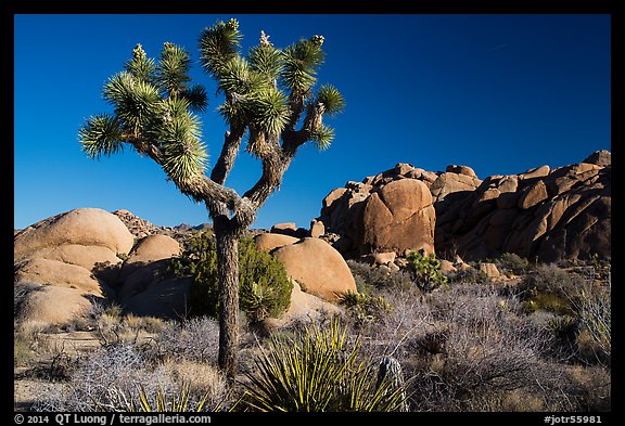 Joshua tree and rocks, morning. Joshua Tree National Park (color)