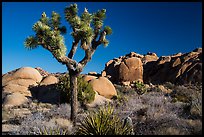 Joshua tree and rocks, morning. Joshua Tree National Park ( color)