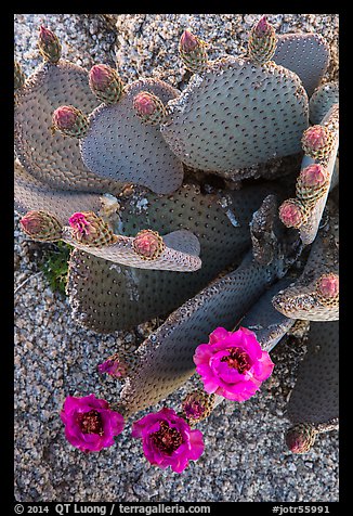 Beavertail cactus bloom. Joshua Tree National Park (color)