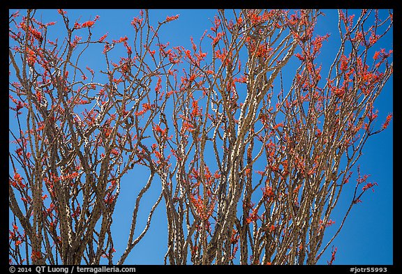 Ocotillo (Fouquieria splendens) in bloom. Joshua Tree National Park (color)