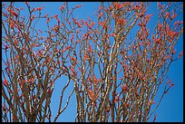 Ocotillo (Fouquieria splendens) in bloom. Joshua Tree National Park ( color)