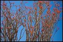 Ocotillo (Fouquieria splendens) in bloom. Joshua Tree National Park ( color)