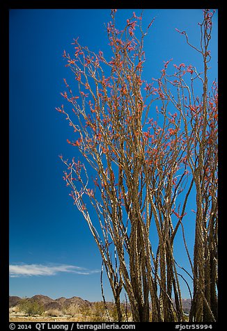 Coachwhip (Fouquieria splendens) in bloom and desert mountains. Joshua Tree National Park (color)