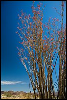 Coachwhip (Fouquieria splendens) in bloom and desert mountains. Joshua Tree National Park ( color)