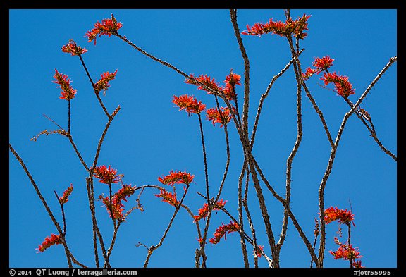 Stems and bright crimson flowers of ocotillo. Joshua Tree National Park (color)