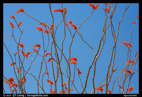 Candlewood (Fouquieria splendens) flowers. Joshua Tree National Park (color)