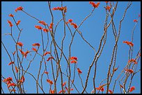 Candlewood (Fouquieria splendens) flowers. Joshua Tree National Park ( color)