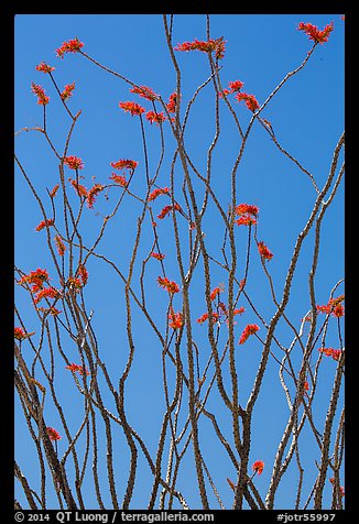 Desert coral (Fouquieria splendens) in bloom. Joshua Tree National Park (color)