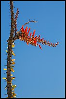 Stem and flower of slimwood (Fouquieria splendens). Joshua Tree National Park ( color)