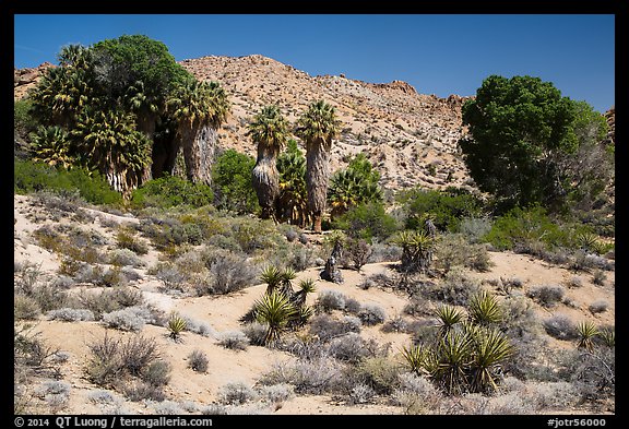 Cottonwood Spring oasis. Joshua Tree National Park (color)