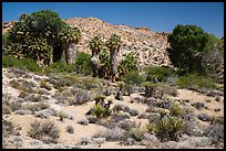 Cottonwood Spring oasis. Joshua Tree National Park ( color)