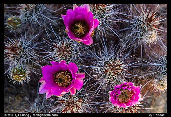 Purple cactus flowers. Joshua Tree National Park (color)