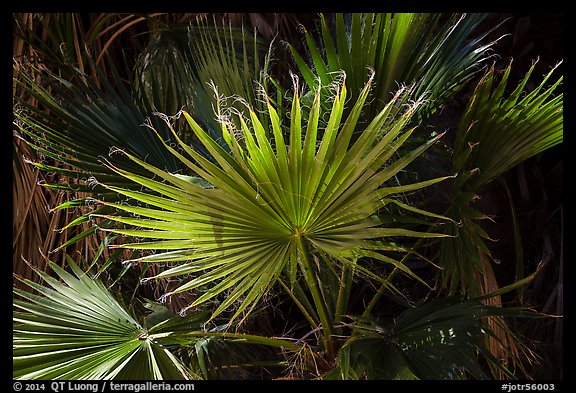 Palms, Cottonwood Spring. Joshua Tree National Park (color)