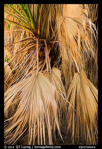 Dried-up palms. Joshua Tree National Park (color)