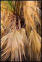 Dried-up palms. Joshua Tree National Park ( color)