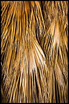 Close-up of dried palms. Joshua Tree National Park ( color)