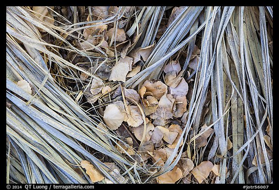 Ground view of fallen palms and cottonwood leaves. Joshua Tree National Park (color)