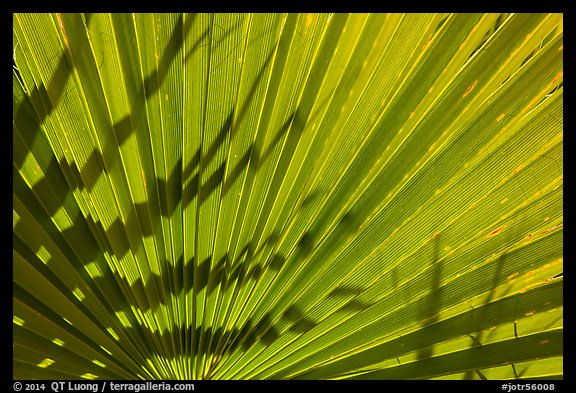 Pattern and shadows in palms. Joshua Tree National Park (color)