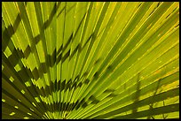 Pattern and shadows in palms. Joshua Tree National Park ( color)