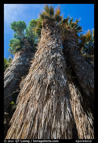 Looking up frond skirt of California fan palm tree. Joshua Tree National Park (color)