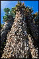 Looking up frond skirt of California fan palm tree. Joshua Tree National Park ( color)