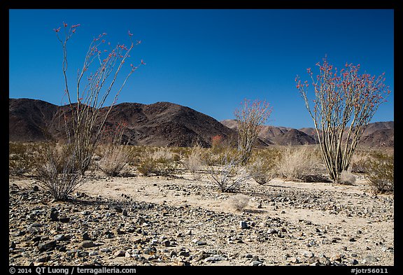 Ocotillo Patch. Joshua Tree National Park (color)