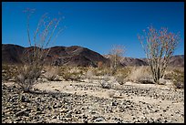 Ocotillo Patch. Joshua Tree National Park ( color)