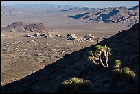 Cactus, slope in shade, and desert mountains. Joshua Tree National Park ( color)