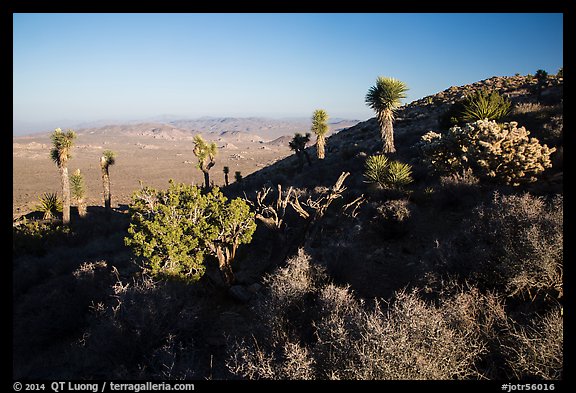 Cactus and yuccas, Ryan Mountain. Joshua Tree National Park (color)