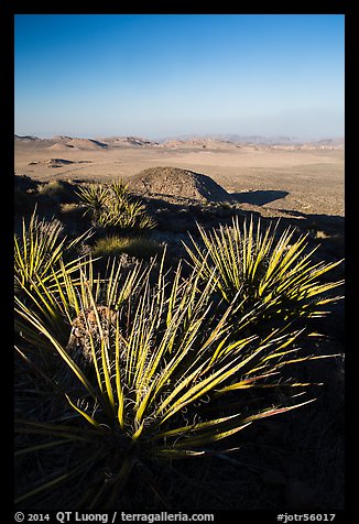 Yuccas and view, Ryan Mountain. Joshua Tree National Park (color)