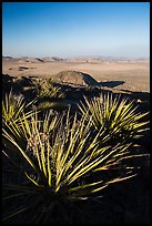Yuccas and view, Ryan Mountain. Joshua Tree National Park ( color)