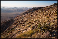 View towards Wonderland of rocks from Ryan Mountain. Joshua Tree National Park ( color)