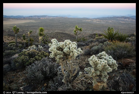 Cholla Cactus, yucca on Ryan Mountain, dusk. Joshua Tree National Park (color)