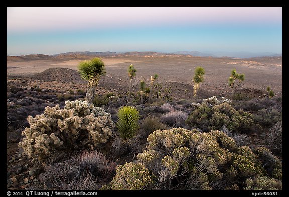 View from Ryan Mountain with earth shadow at dusk. Joshua Tree National Park (color)