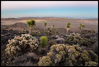 View from Ryan Mountain with earth shadow at dusk. Joshua Tree National Park ( color)