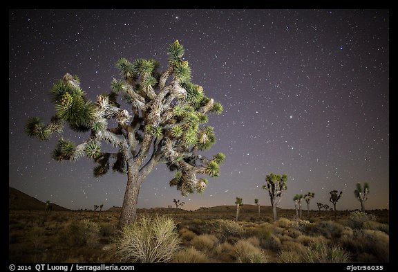 Joshua trees and starry sky. Joshua Tree National Park (color)