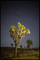 Joshua trees under clear sky with stars. Joshua Tree National Park, California, USA.