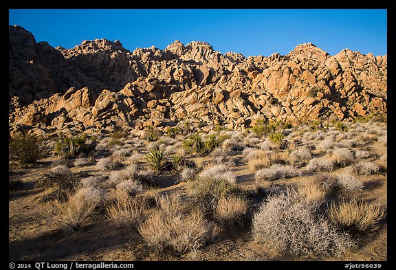 Towering Wonderland of Rocks rising above Indian Cove. Joshua Tree National Park (color)