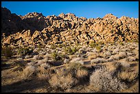 Towering Wonderland of Rocks rising above Indian Cove. Joshua Tree National Park ( color)