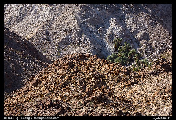 Craggy desert mountain slopes with oasis. Joshua Tree National Park (color)