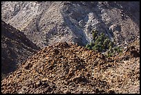 Craggy desert mountain slopes with oasis. Joshua Tree National Park ( color)