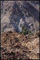 Oasis nestled in rocky hills. Joshua Tree National Park ( color)