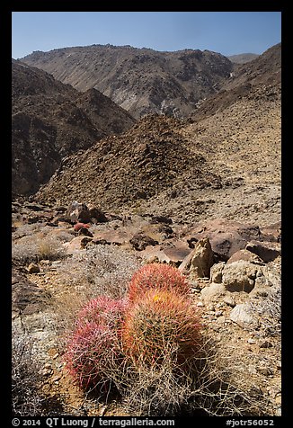 Barrel cactus and desert mountains. Joshua Tree National Park (color)