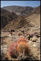 Barrel cactus and desert mountains. Joshua Tree National Park ( color)