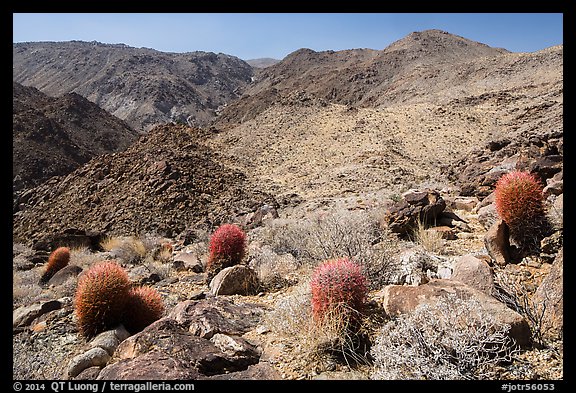Colorful barrel cacti and Queen Mountains. Joshua Tree National Park (color)