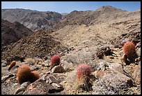 Colorful barrel cacti and Queen Mountains. Joshua Tree National Park ( color)