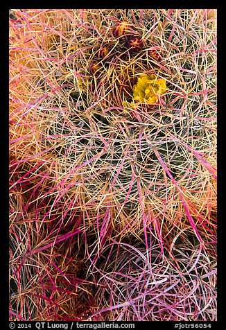 Close-up of barrel cactus top. Joshua Tree National Park (color)