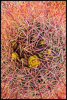 Close-up of barrel cactus in bloom. Joshua Tree National Park ( color)