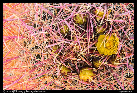 Close-up of barrel cactus bloom and spines. Joshua Tree National Park (color)